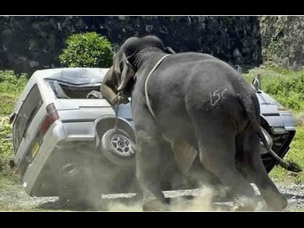 விலங்குகளின் ஆக்ரோஷ தாக்குதல்கள்