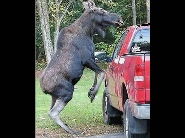 விலங்குகளின் ஆக்ரோஷ தாக்குதல்கள்