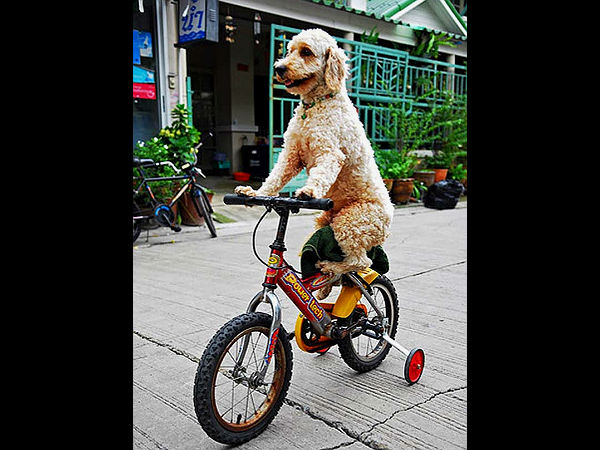 சுவாரஸ்யமான பைக் படங்கள்