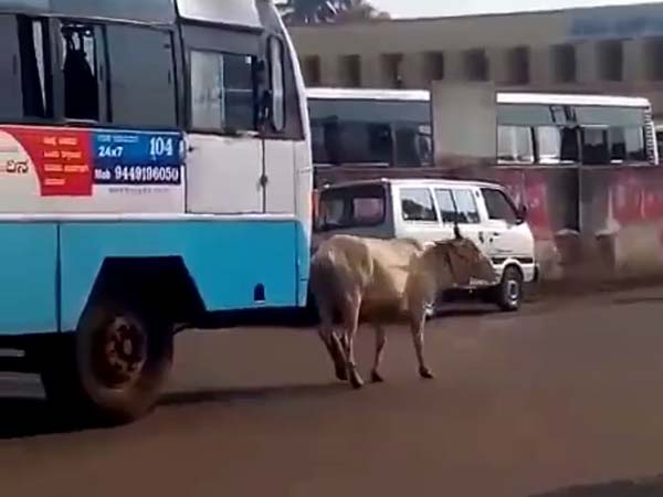 அசையாத பசு... அசையாத பசு...