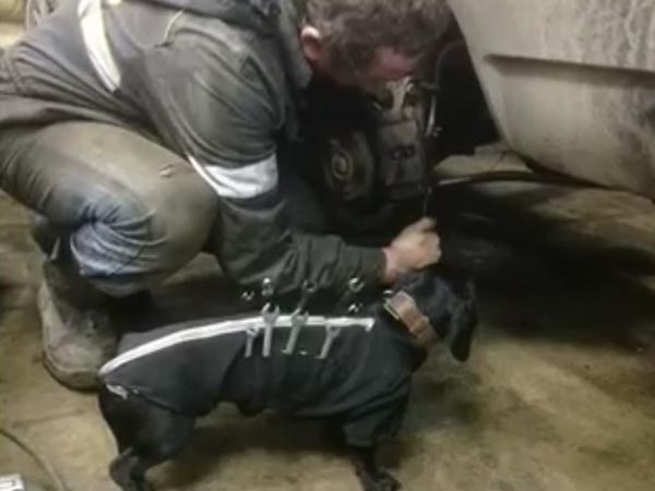  மெல்லினமான பிராணி