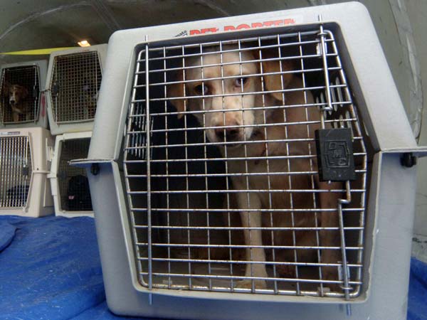 நாய்களை அழைத்துச் செல்லும்போது...