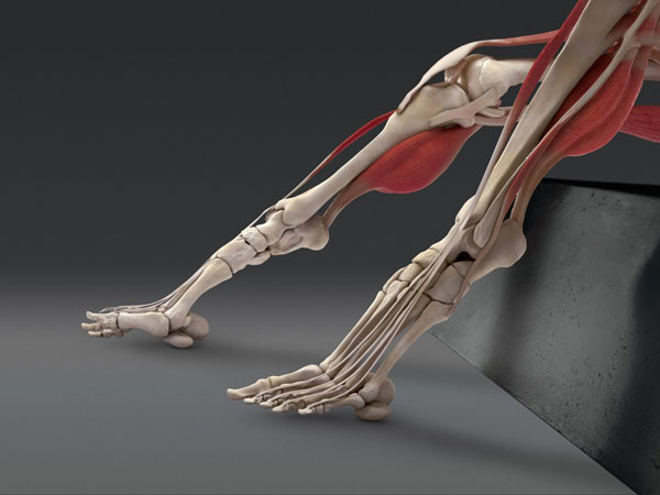  மூட்டு எலும்புகள்