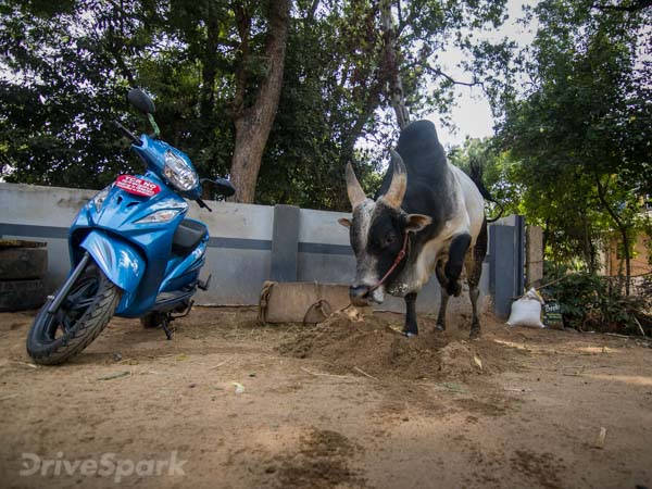  டிவிஎஸ் வீகோ ஸ்கூட்டருடன் பொங்கல் கொண்டாடிய டிரைவ்ஸ்பார்க் டீம்!