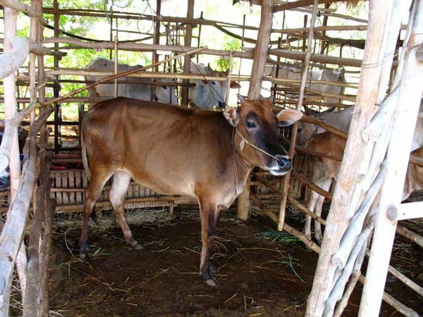 17 கிமீக்கு 1 ரூபாய் தான் செலவாம்: மாட்டுசாணத்தால் இயங்கும் பேருந்து!