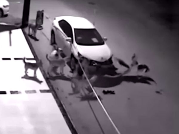 காரை கடித்துக்குதறிய தெரு நாய் கூட்டம் - அதிர்ச்சி வீடியோ..! காரை கடித்துக்குதறிய தெரு நாய் கூட்டம் - அதிர்ச்சி வீடியோ..!