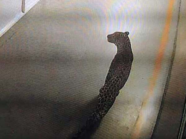 மாருதி சுசுகி தொழிற்சாலைக்குள் புகுந்த சிறுத்தை புலி..!!