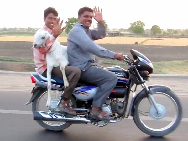 ஹீரோ பைக்கிற்கு ஆட்டை இலவசமாக வழங்கும் விநோத ஆஃபர்..!!