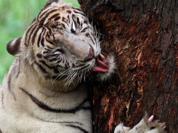 வண்டலூர் உயிரியல் புங்காவிற்கு 3 தொடர்வண்டிகள் அறிமுகம்!