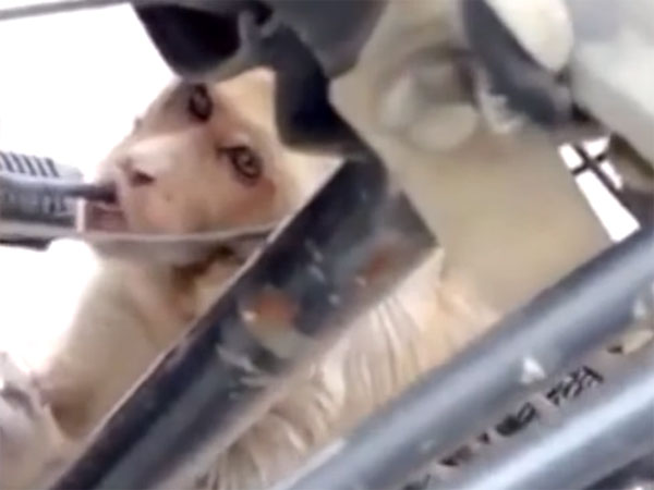 பெட்ரோலை திருடிக்குடிக்கும் குரங்கின் சேட்டை...! (விடியோ)