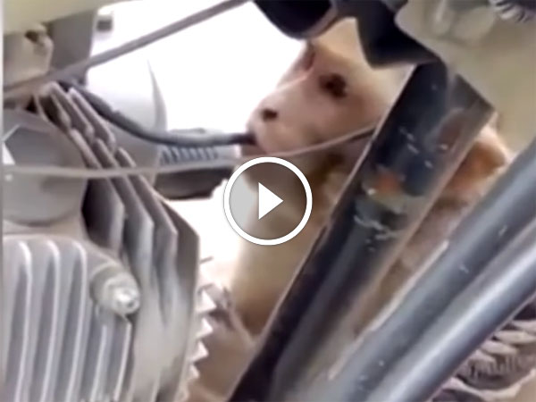 பெட்ரோலை திருடிக்குடிக்கும் குரங்கின் சேட்டை...! (விடியோ)