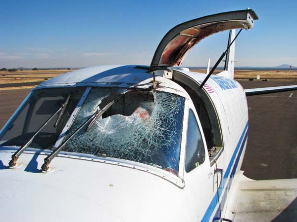 விமானத்தின் மீது பறவை மோதினால் என்ன நடக்கும்?