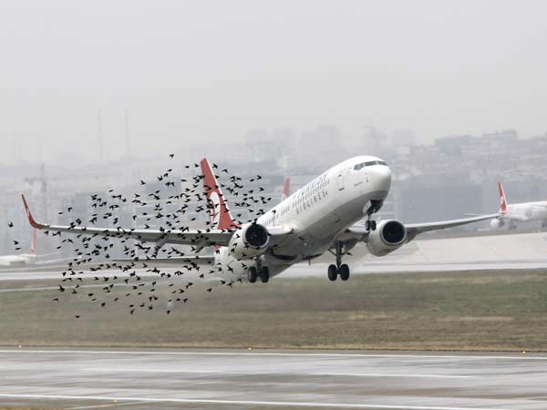 விமானத்தின் மீது பறவை மோதினால் என்ன நடக்கும்?