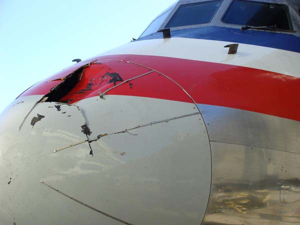 விமானத்தின் மீது பறவை மோதினால் என்ன நடக்கும்?