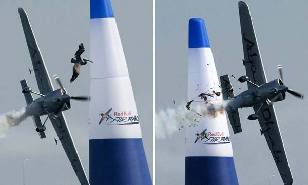 விமானத்தின் மீது பறவை மோதினால் என்ன நடக்கும்?