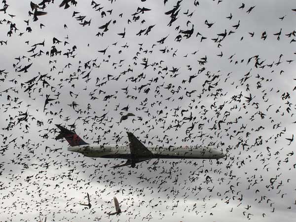 விமானத்தின் மீது பறவை மோதினால் என்ன நடக்கும்?