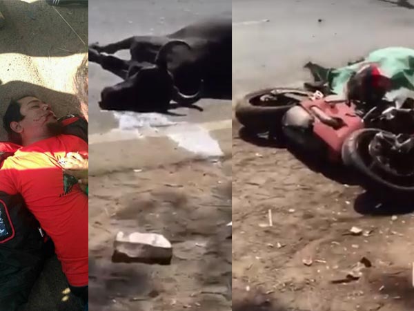 150 கிமீ வேகத்தில் எருமை மாட்டின் மீது மோதிய டுகாட்டி பைக்