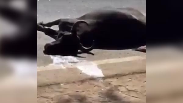 கார் பானட்டில் உட்கார்ந்துக்கொண்டு குடியிருப்பு பகுதிக்குள் உலா வந்த இளைஞர்...!!