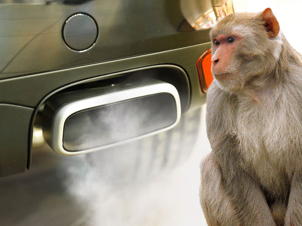 10 குரங்குகளை பலி கொடுத்து ஃபோக்ஸ்வேகன் நிறுவனம் டீசல் கார் புகை பரிசோதனை நடத்தியது அம்பலம்..!!