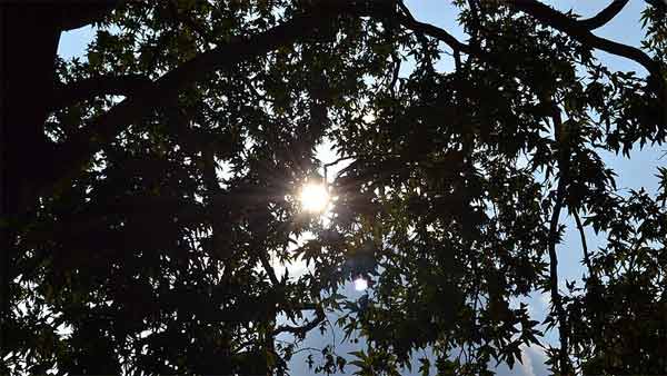 இந்திய டிரைவர்கள் முட்டாள்களா? இதையெல்லாமா நம்புவாங்க? அதிர்ச்சியளிக்கும் ஃபோர்டு சர்வே...