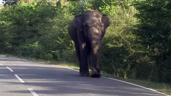 ராயல் என்பீல்டை என்னுடன் ஒப்பிட்டா கிண்டல் பண்றீங்க? பஜாஜ் பைக்கை ஆவேசமாக தாக்கிய யானை!!!