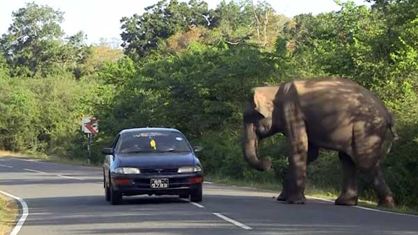 ராயல் என்பீல்டை என்னுடன் ஒப்பிட்டா கிண்டல் பண்றீங்க? பஜாஜ் பைக்கை ஆவேசமாக தாக்கிய யானை!!!