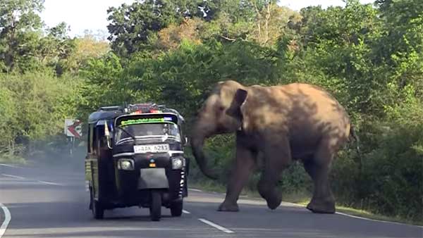 ராயல் என்பீல்டை என்னுடன் ஒப்பிட்டா கிண்டல் பண்றீங்க? பஜாஜ் பைக்கை ஆவேசமாக தாக்கிய யானை!!!