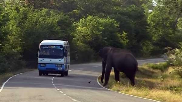 ராயல் என்பீல்டை என்னுடன் ஒப்பிட்டா கிண்டல் பண்றீங்க? பஜாஜ் பைக்கை ஆவேசமாக தாக்கிய யானை!!!