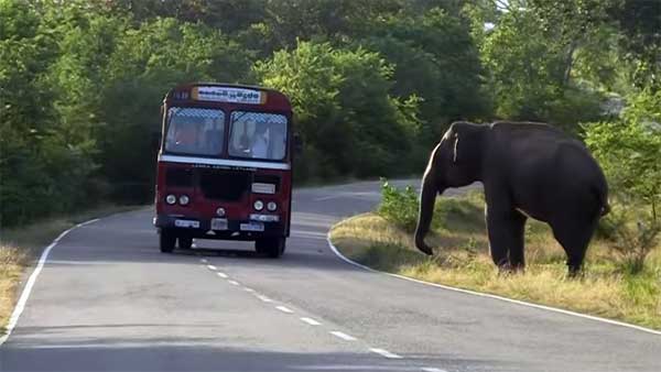 ராயல் என்பீல்டை என்னுடன் ஒப்பிட்டா கிண்டல் பண்றீங்க? பஜாஜ் பைக்கை ஆவேசமாக தாக்கிய யானை!!!