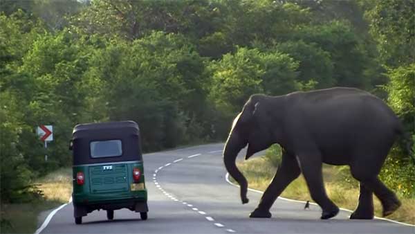 ராயல் என்பீல்டை என்னுடன் ஒப்பிட்டா கிண்டல் பண்றீங்க? பஜாஜ் பைக்கை ஆவேசமாக தாக்கிய யானை!!!