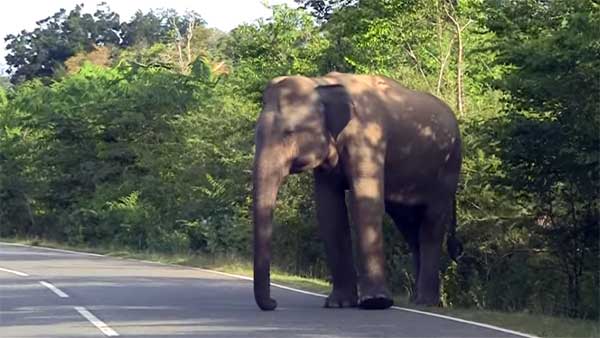 ராயல் என்பீல்டை என்னுடன் ஒப்பிட்டா கிண்டல் பண்றீங்க? பஜாஜ் பைக்கை ஆவேசமாக தாக்கிய யானை!!!