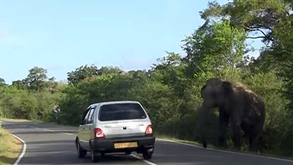 ராயல் என்பீல்டை என்னுடன் ஒப்பிட்டா கிண்டல் பண்றீங்க? பஜாஜ் பைக்கை ஆவேசமாக தாக்கிய யானை!!!
