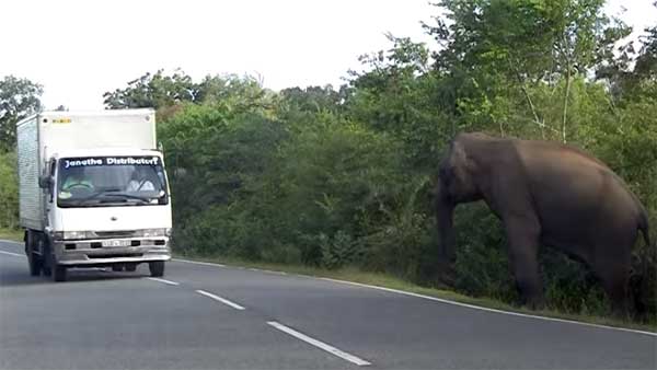 ராயல் என்பீல்டை என்னுடன் ஒப்பிட்டா கிண்டல் பண்றீங்க? பஜாஜ் பைக்கை ஆவேசமாக தாக்கிய யானை!!!