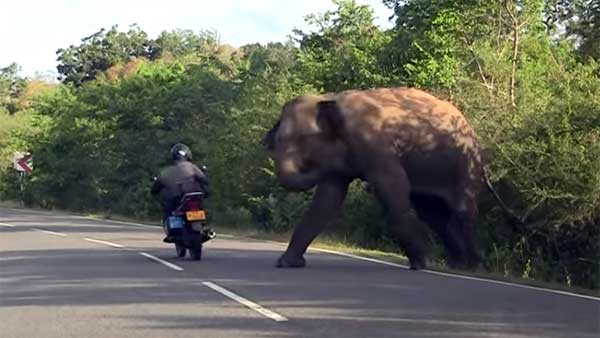ராயல் என்பீல்டை என்னுடன் ஒப்பிட்டா கிண்டல் பண்றீங்க? பஜாஜ் பைக்கை ஆவேசமாக தாக்கிய யானை!!!