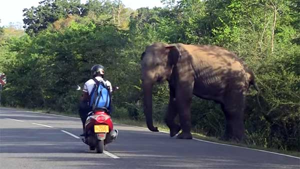 ராயல் என்பீல்டை என்னுடன் ஒப்பிட்டா கிண்டல் பண்றீங்க? பஜாஜ் பைக்கை ஆவேசமாக தாக்கிய யானை!!!