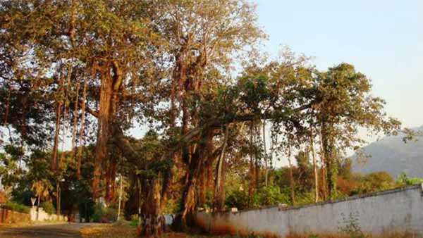 வீரப்பனால் கொல்லப்பட்டவர்களின் ஆவி உலாவுகிறது.. அமானுஷ்யம் நிறைந்த சத்தி வனச்சாலையில் திகில் பயணம்..