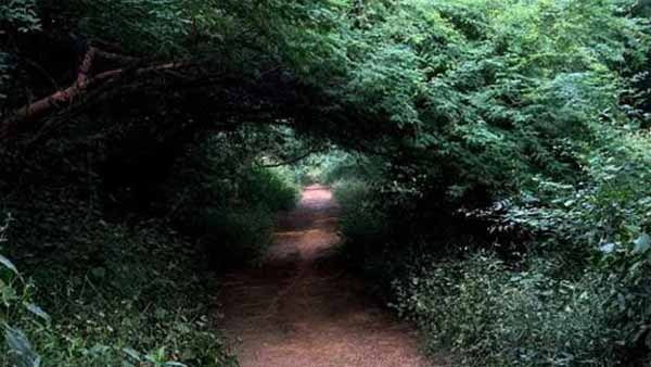 வீரப்பனால் கொல்லப்பட்டவர்களின் ஆவி உலாவுகிறது.. அமானுஷ்யம் நிறைந்த சத்தி வனச்சாலையில் திகில் பயணம்..