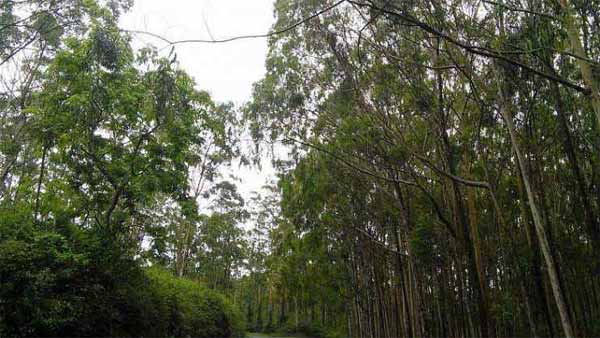 வீரப்பனால் கொல்லப்பட்டவர்களின் ஆவி உலாவுகிறது.. அமானுஷ்யம் நிறைந்த சத்தி வனச்சாலையில் திகில் பயணம்..