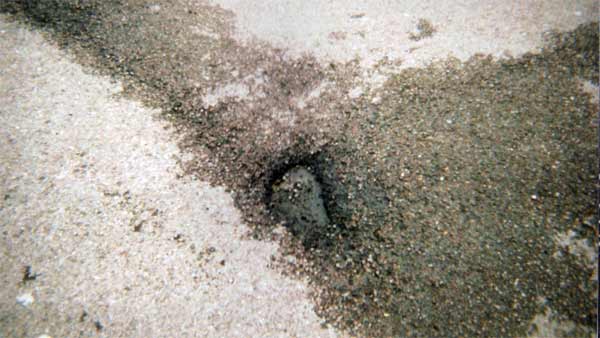 7,800 உயிர்களை காவு கொடுத்து விட்டு சேலம்-சென்னை பசுமை வழி சாலையா? அதிர்ச்சியளிக்கும் புள்ளி விபரம் 