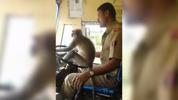 அரசு பஸ்ஸை குரங்கு ஓட்டி சென்றதால் உயிரை கையில் பிடித்தபடி பயணித்த மக்கள்.. திக்.. திக்.. வீடியோ..