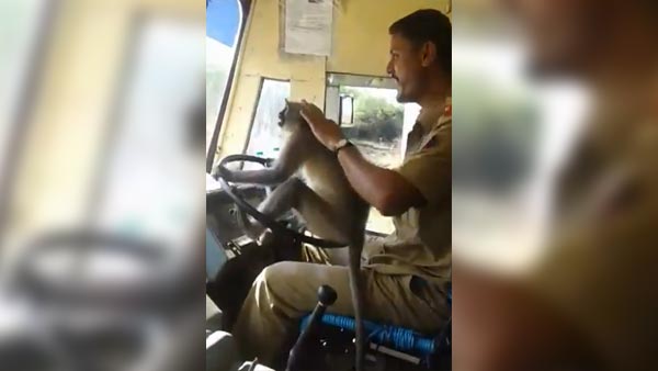 அரசு பஸ்ஸை குரங்கு ஓட்டி சென்றதால் உயிரை கையில் பிடித்தபடி பயணித்த மக்கள்.. திக்.. திக்.. வீடியோ..