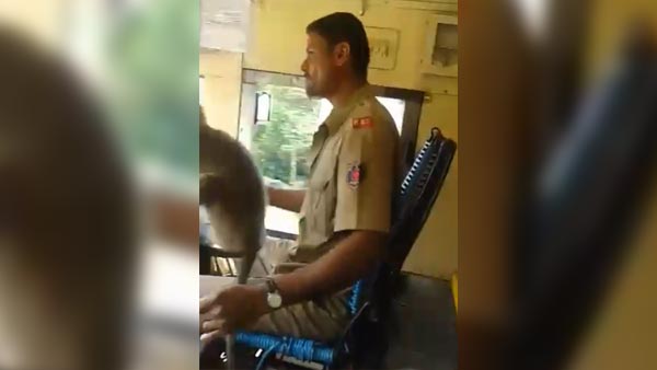 அரசு பஸ்ஸை குரங்கு ஓட்டி சென்றதால் உயிரை கையில் பிடித்தபடி பயணித்த மக்கள்.. திக்.. திக்.. வீடியோ..