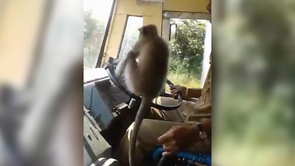 அரசு பஸ்ஸை குரங்கு ஓட்டி சென்றதால் உயிரை கையில் பிடித்தபடி பயணித்த மக்கள்.. திக்.. திக்.. வீடியோ..