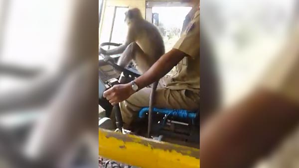 அரசு பஸ்ஸை குரங்கு ஓட்டி சென்றதால் உயிரை கையில் பிடித்தபடி பயணித்த மக்கள்.. திக்.. திக்.. வீடியோ..