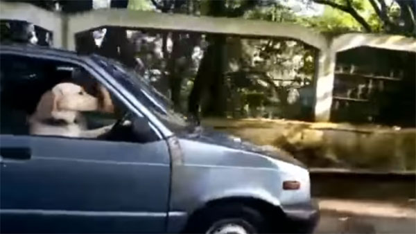 கடுமையான டிராப்பிக்கில் சதுர்யமாக கார் ஓட்டிய நாய்… எப்படி சாத்தியமானது?