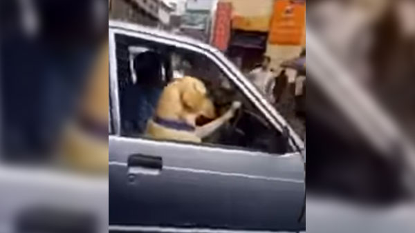 கடுமையான டிராப்பிக்கில் சதுர்யமாக கார் ஓட்டிய நாய்… எப்படி சாத்தியமானது?