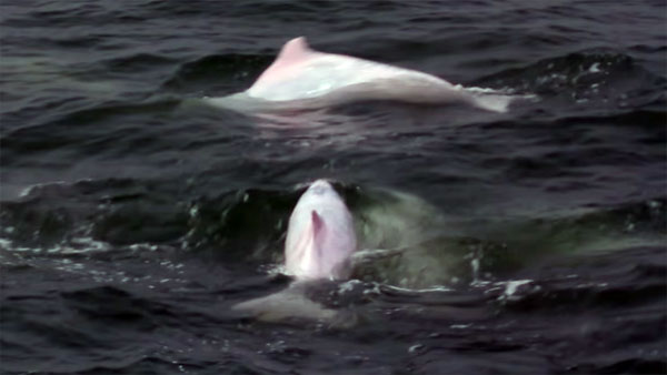 உலகின் நீளமான கடல் பாலம் சீனாவில் திறப்பு: சுவாரஸ்யத் தகவல்கள்!