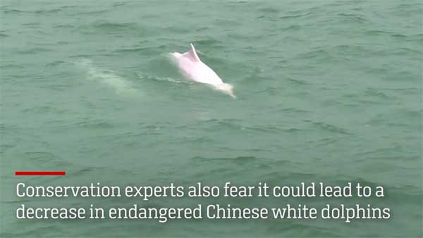 உலகின் நீளமான கடல் பாலம் சீனாவில் திறப்பு: சுவாரஸ்யத் தகவல்கள்! 