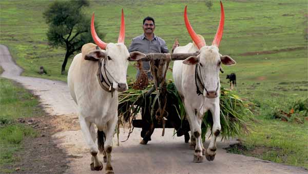 ஒரு மாட்டு வண்டி உருவாக்க இவ்வளவு செலவா? தமிழர் பாரம்பரியத்தை மீட்கும் முயற்சியில் இறங்கிய நெசவாளர்