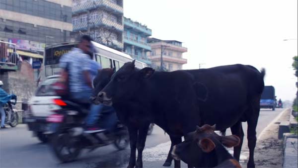 நன்றி மறந்து விடாதீர்கள்.. மோடி உதவுவார் என்ற நம்பிக்கையுடன் காத்து கிடக்கும் நேபாள முதியவர்..